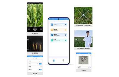 阿坝藏族羌族自治州小麦亩穗数分析…