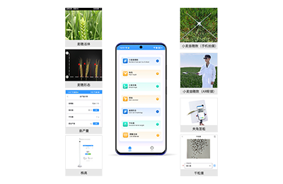 阿坝藏族羌族自治州小麦表型测量仪IN…